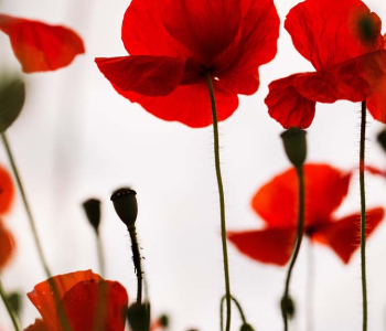 Цветы и растения - 37 | Wall-Style