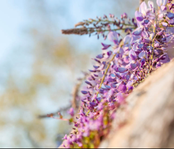 Цветы и растения - 1 | Wall-Style