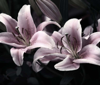 Цветы и растения - 10 | Wall-Style