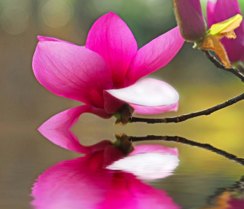 Цветы и растения - 89 | Wall-Style