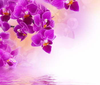 Цветы и растения - 14 | Wall-Style