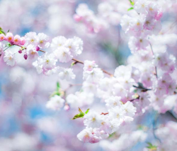 Цветы и растения - 46 | Wall-Style