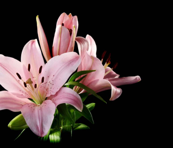 Цветы и растения - 58 | Wall-Style