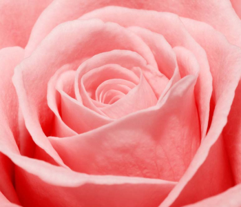 Цветы и растения - 165 | Wall-Style