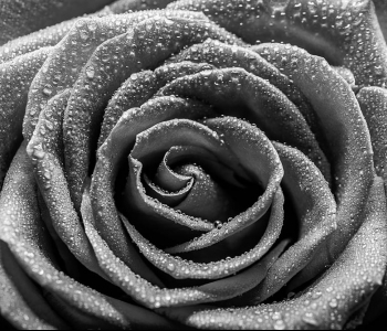 Цветы и растения - 17 | Wall-Style