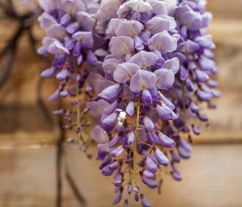 Цветы и растения - 5 | Wall-Style