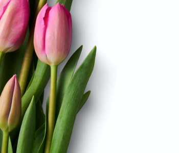 Цветы и растения - 28 | Wall-Style