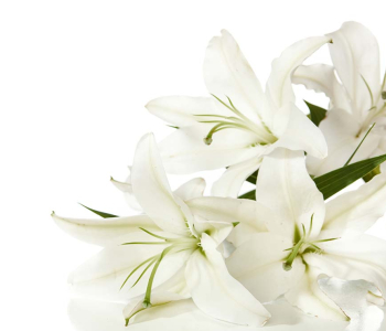 Цветы и растения - 59 | Wall-Style