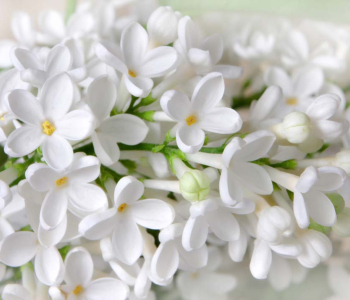 Цветы и растения - 7 | Wall-Style