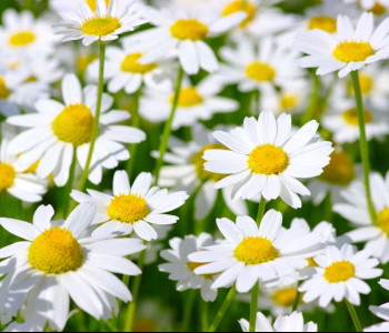 Цветы и растения - 79 | Wall-Style