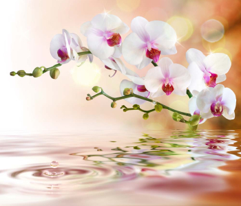 Цветы и растения - 195 | Wall-Style