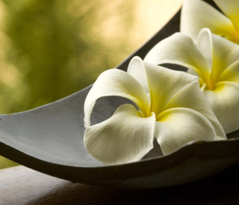 Цветы и растения - 21 | Wall-Style