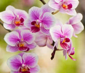 Цветы и растения - 191 | Wall-Style