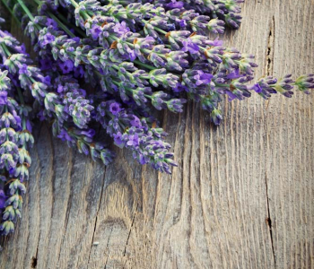 Цветы и растения - 21 | Wall-Style