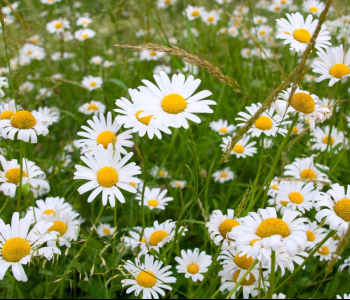 Цветы и растения - 23 | Wall-Style