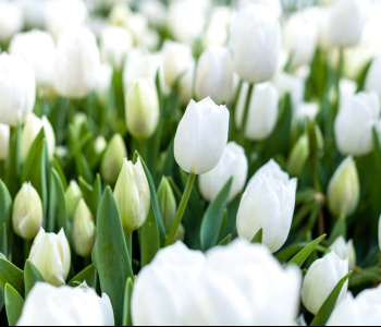 Цветы и растения - 8 | Wall-Style