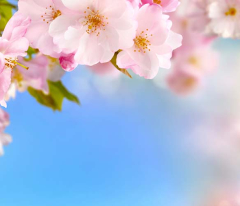 Цветы и растения - 69 | Wall-Style