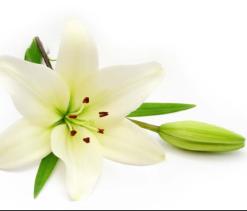 Цветы и растения - 60 | Wall-Style