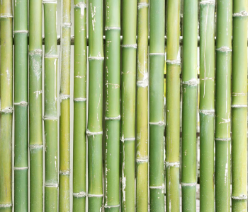 Цветы и растения - 49 | Wall-Style