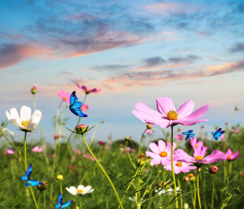 Цветы и растения - 20 | Wall-Style