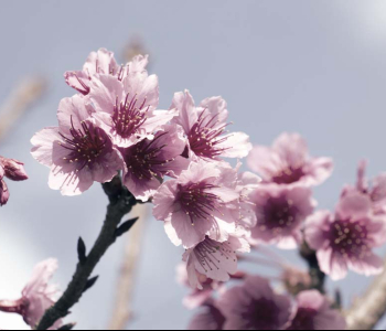 Цветы и растения - 60 | Wall-Style