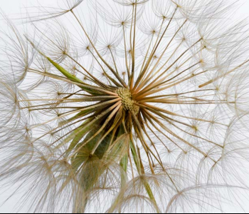 Цветы и растения - 94 | Wall-Style