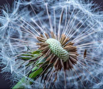 Цветы и растения - 10 | Wall-Style