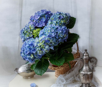 Цветы и растения - 17 | Wall-Style