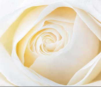 Цветы и растения - 207 | Wall-Style