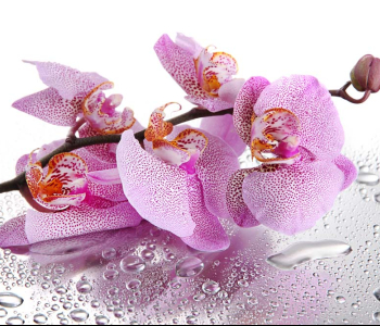 Цветы и растения - 55 | Wall-Style