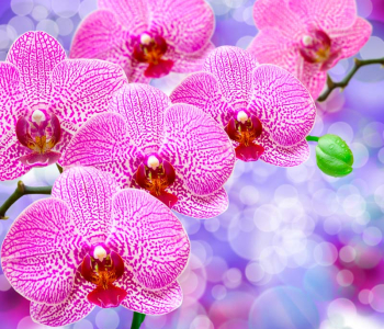 Цветы и растения - 171 | Wall-Style