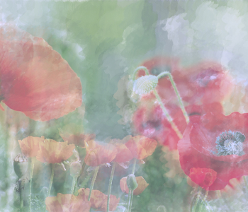 Цветы и растения - 23 | Wall-Style