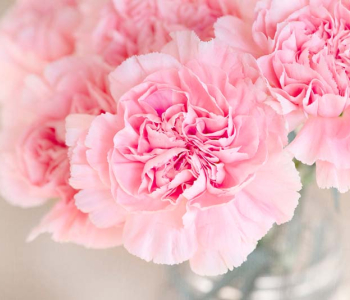 Цветы и растения - 175 | Wall-Style