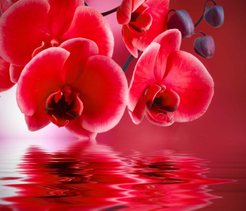 Цветы и растения - 194 | Wall-Style