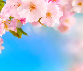 Цветы и растения - 63 | Wall-Style