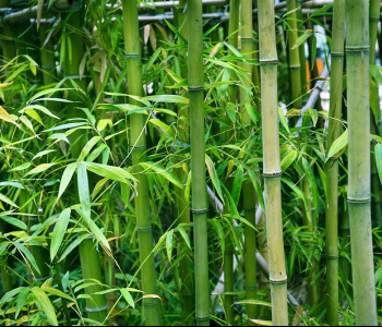 Цветы и растения - 67 | Wall-Style