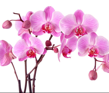 Цветы и растения - 205 | Wall-Style