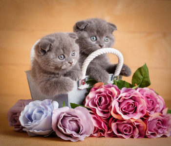 Цветы и растения - 19 | Wall-Style