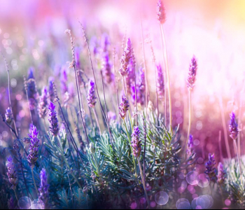 Цветы и растения - 2 | Wall-Style