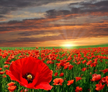 Цветы и растения - 17 | Wall-Style