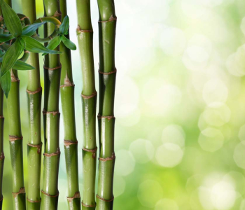 Цветы и растения - 56 | Wall-Style