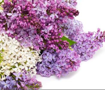 Цветы и растения - 8 | Wall-Style