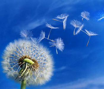 Цветы и растения - 40 | Wall-Style