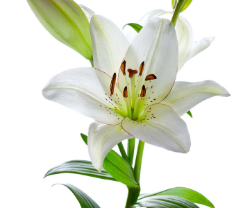 Цветы и растения - 71 | Wall-Style