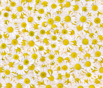 Цветы и растения - 80 | Wall-Style