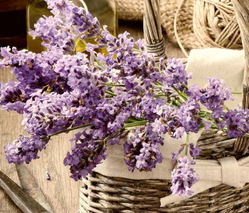 Цветы и растения - 12 | Wall-Style