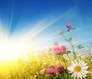 Цветы и растения - 104 | Wall-Style