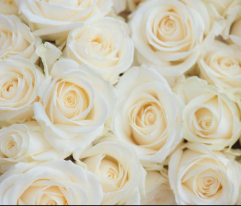 Цветы и растения - 172 | Wall-Style