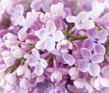 Цветы и растения - 11 | Wall-Style