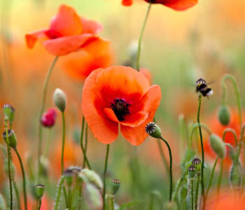 Цветы и растения - 14 | Wall-Style